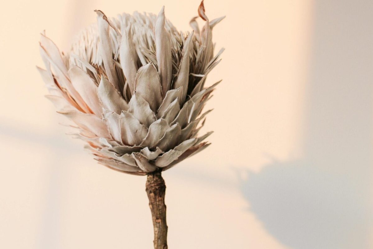 pexels-anna-nekrashevich-6202040